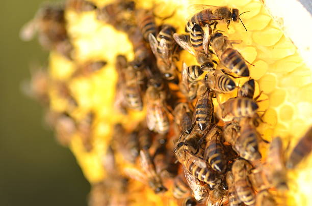 istock closeup of bees on honeycomb in apiary 468517788