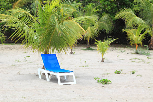 transat sous palm tree - beach tropical climate palm tree deck chair photos et images de collection