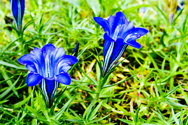 istock Blue autumn Gentian flowers 468521306