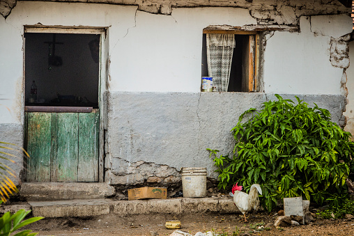 Poverty in Honduras. Rooster in front of falling apart house in small village.