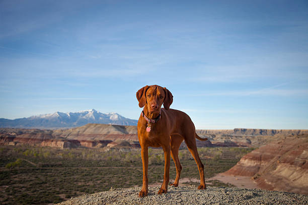 istock Vizsla dog pointing in Badlands 468521566