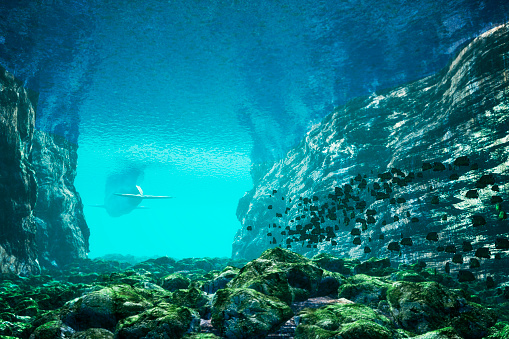 Underwater cave passage, whale, fish, 3d render.