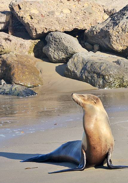 Tan seal basking on Ventura Beach, California,  next to jetty rocks on August 12, 2012.