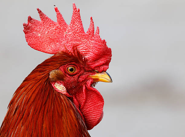 Rooster Close-up of a brown roosters face in profile isolated on gray background. mohawk stock pictures, royalty-free photos & images