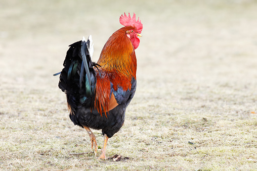 Portrait of a brown and black rooster walking in profile outdoor isolated on grass.