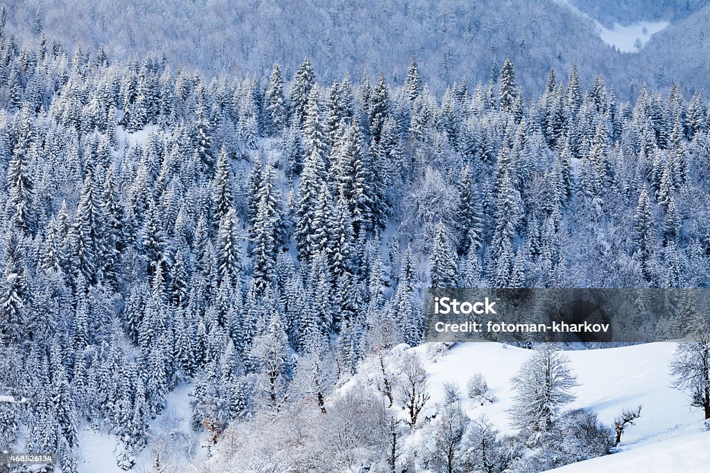 Snow fir forest on mountain slope Snow fir forest on mountain slope, Caucasus, Georgia 2015 Stock Photo