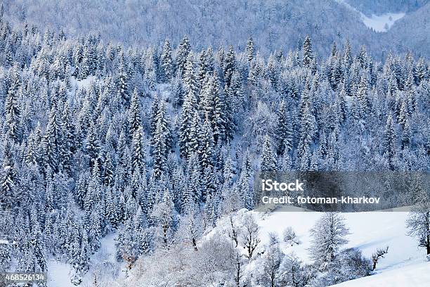 Snow Fir Forest On Mountain Slope Stock Photo - Download Image Now - 2015, Austria, Blue