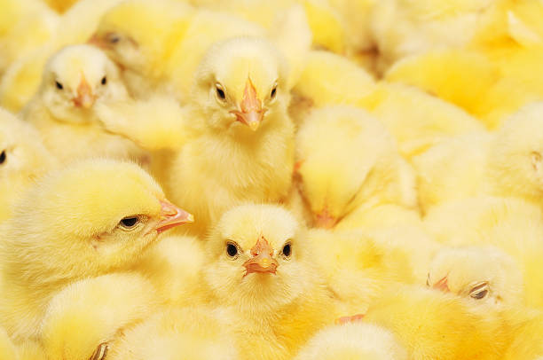 istock Group of Baby Chicks 468528968