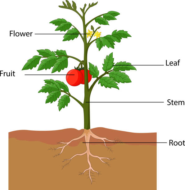 Cartoon a tomato plant Vector illustration of Cartoon a tomato plant  stomata stock illustrations