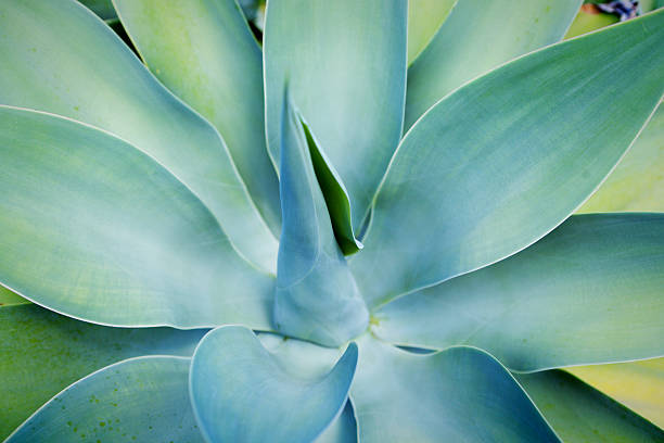 Close-up abstraction of an Agave plant. A tropical succulent plant with large uniform leaves. Photographed in horizontal format.