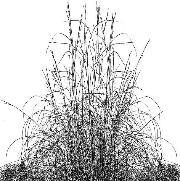 Dried Ornamental Grass Dried ornamental grass. Isolated on white background. ornamental grass white background stock illustrations