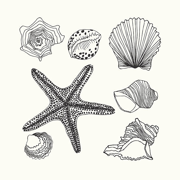 Born Shell Style Vector 290+ How To Draw Sea Shells Silhouettes Stock Illustrations, Royalty ...