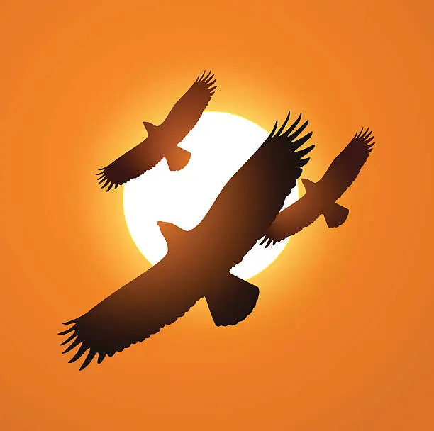 Vector illustration of Three eagles above the sunset flying vector illustration