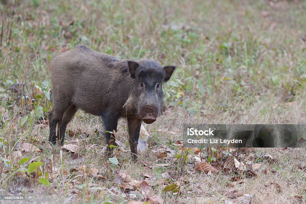 Eurasian Wild Boar, Sus scrofa Kanha NP, Madhya Pradesh, India Eurasian Wild Boar, Sus scrofa, standing looking at the camera in Kanha National Park, Madhya Pradesh, India. India Stock Photo