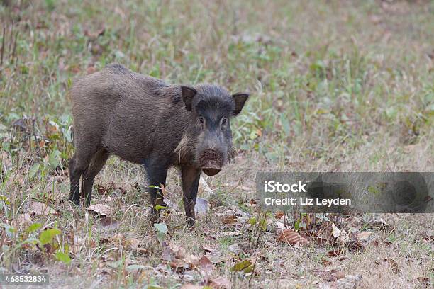 Eurasian Wild Boar Sus Scrofa Kanha Np Madhya Pradesh India Stock Photo - Download Image Now