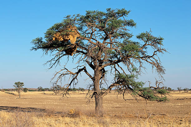istock Acacia tree and weaver nest 468532948