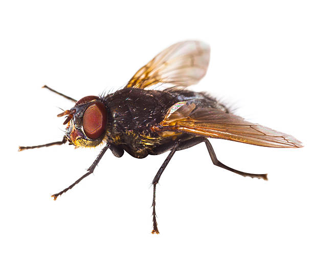 istock Housefly Super-Macro Closeup Isolated on White 468533198
