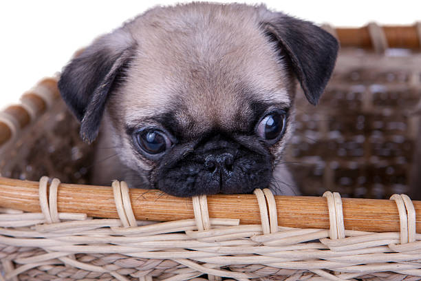 istock the pug puppy in a basket 468533260