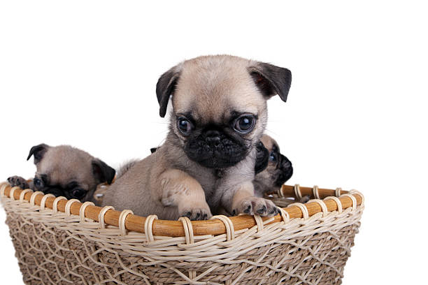 istock three pug puppy in a basket 468533266