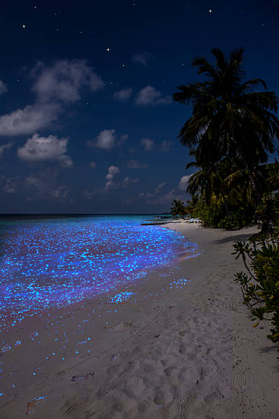 Illumination of plankton at the Maldives stock photo