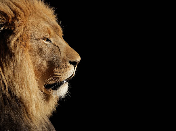 istock Male African lion on black 468537174