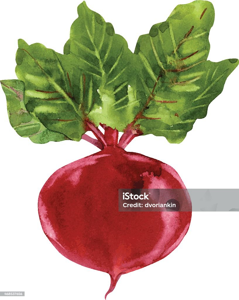 Beetroot with leaves Beetroot with leaves Hand drawn watercolor painting, vector illustration Common Beet stock vector