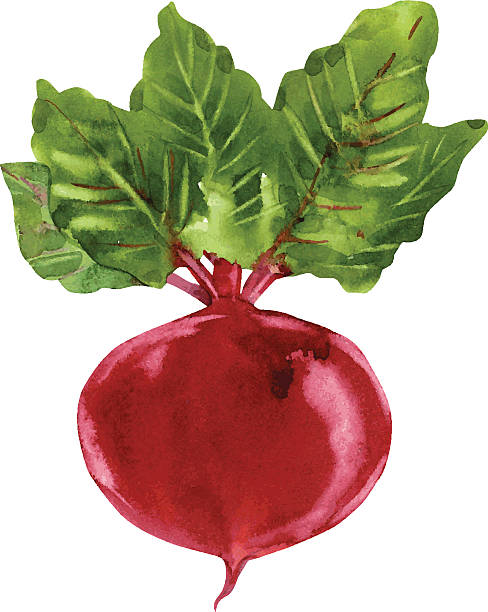 Beetroot with leaves Beetroot with leaves Hand drawn watercolor painting, vector illustration common beet stock illustrations