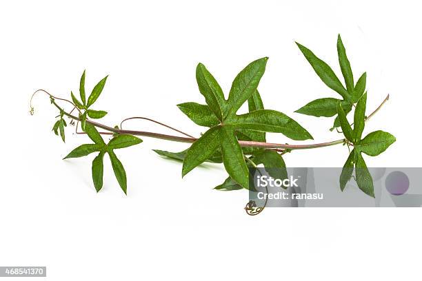 Passionflower Ivy Stock Photo - Download Image Now - 2015, Agriculture, Border - Frame