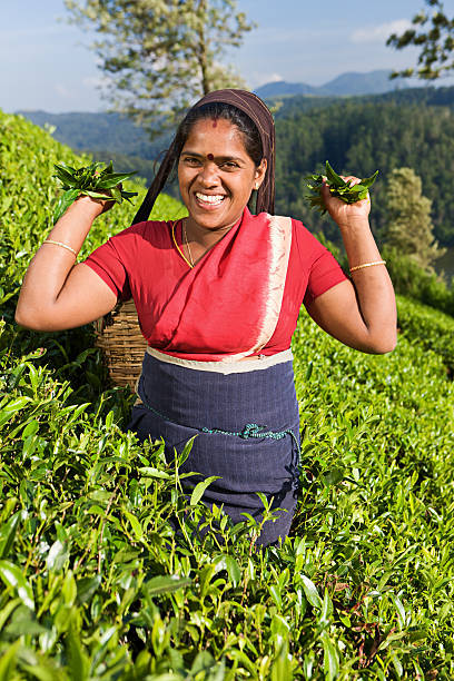 istock Tamil pickers collecting tea leaves on plantation 468541652