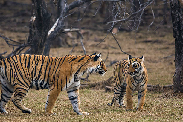 istock Tiger family in India 468541892