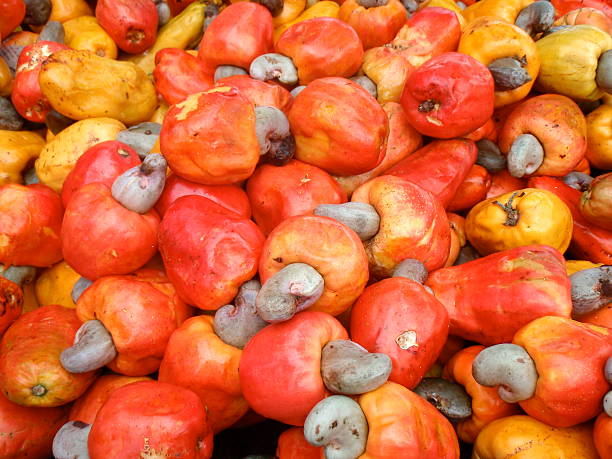 istock Red and Yellow Cashew Fruit 468542076