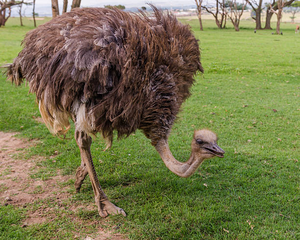 istock Ostrich, South Africa. December 19, 2014 468543182