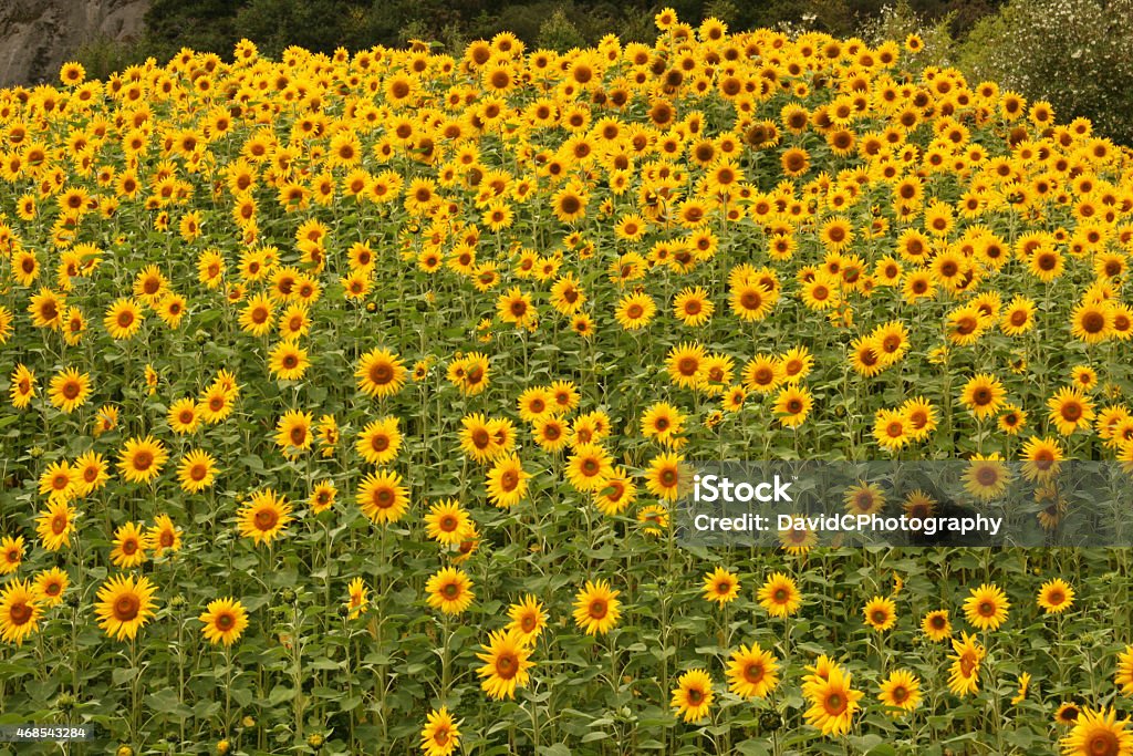 Field Of Sunflowers A field of Sunflowers all with their flowers pointing in unison to the sun. 2015 Stock Photo