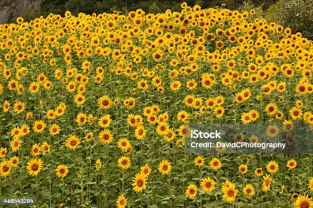 Field Of Sunflowers Stock Photo - Download Image Now - 2015, Agricultural Field, Daisy