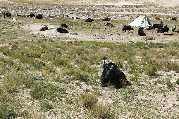Tibet, Сhina - September 15, 2014: View of the Tibetan nomadic tent with yaks on the way to Everest Base Camp, Tibet, China