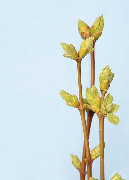 istock Spring branch of Tree. Tree stick against blue sky background 468547400