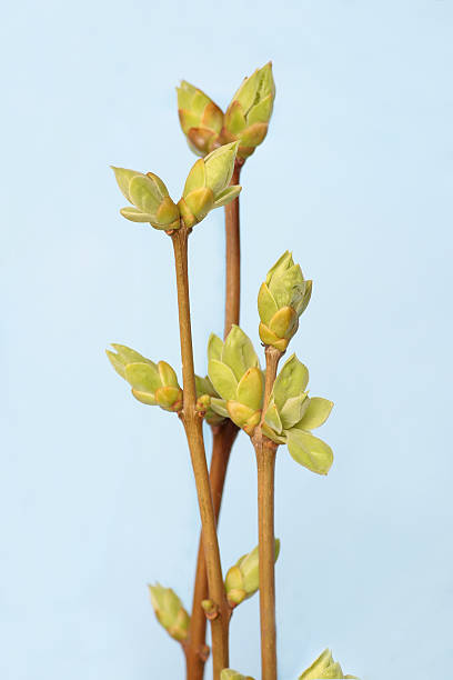 istock Spring branch of Tree. Tree stick against blue sky background 468547402