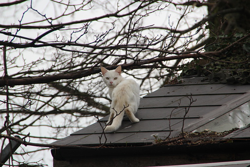 A CAT ON THE ROOF LOOKING BACK TO THE PHOTOGRAPHER