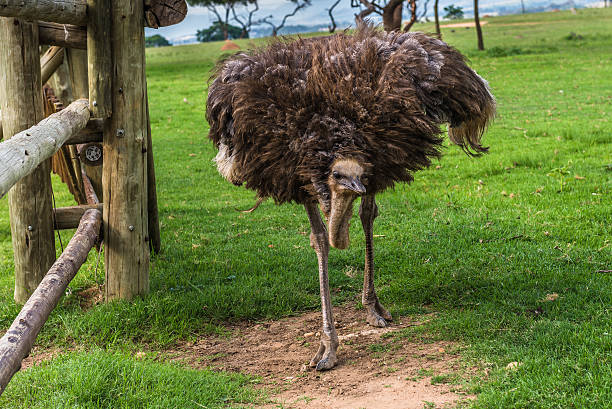 istock Ostrich, South Africa. December 19, 2014 468548100