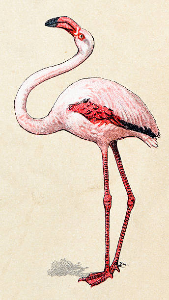 flamingo, 조류 동물 앤틱형 ilustration - illustration and painting bird drawing color image stock illustrations