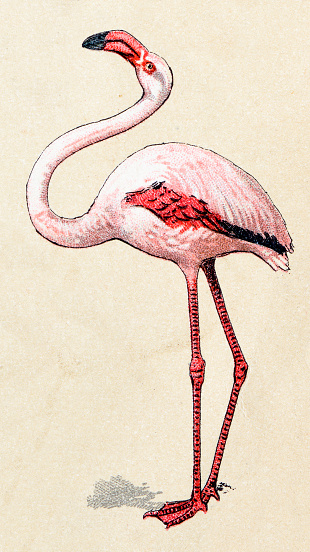 Flamingo, birds animals antique ilustration