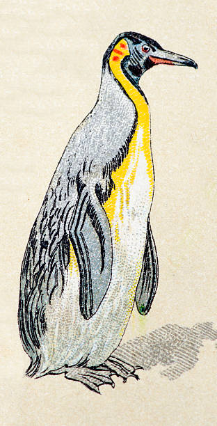 ilustrações de stock, clip art, desenhos animados e ícones de pinguim-de-schlegel, aves, animais ilustration antigo - penguin animal white background king penguin