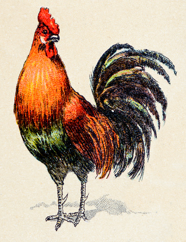 Rooster, birds animals antique ilustration
