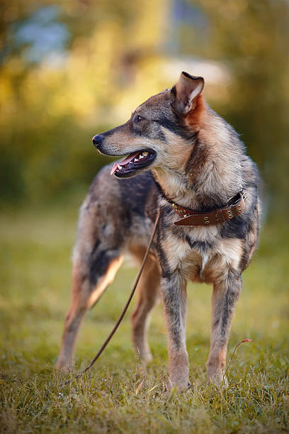 istock The dog costs on a grass. 468550422