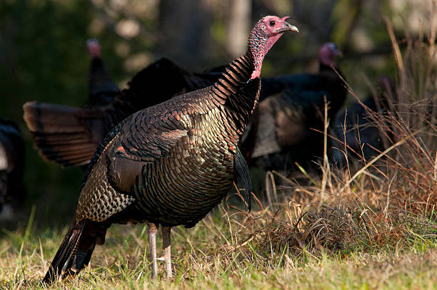 istock Close-up large wild turkey feeds with his flock. 468550426