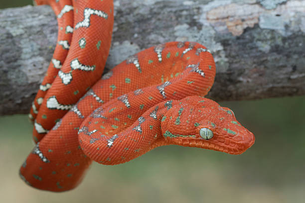 istock Baby Emerald Tree Boa Hanging on Tree Branch in Rainforest 468550882