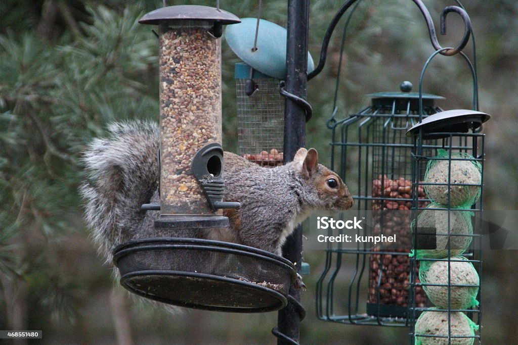 squirrel looking forward to eat squirrel looking forward to eat the nuts 2015 Stock Photo