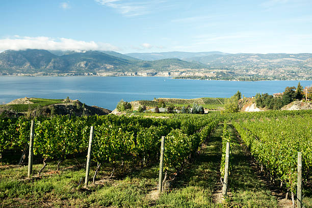 istock okanagan valley vineyards winery scenic naramata 468551528