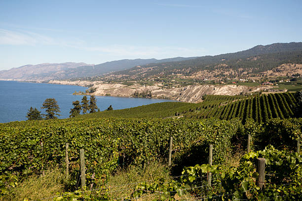 istock okanagan valley vineyards winery scenic naramata 468551542