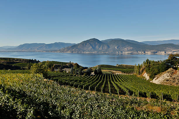 오카 나간-브리티시 컬럼비아 밸리 포도원과 아름다운 naramata 와이너리 - lake canada field okanagan 뉴스 사진 이미지